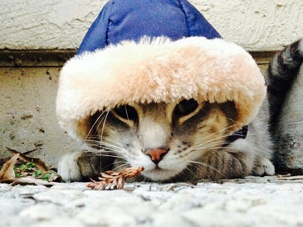 ...и кошачьего, конечно же, тоже. животные, осень, тепло, уют