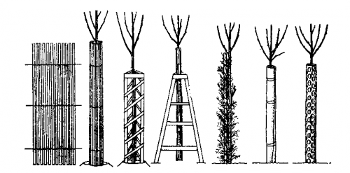 Способы защиты деревьев от грызунов