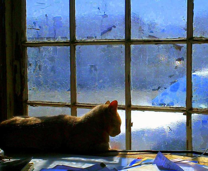 1901311_catinthewindowrandallweidner (700x577, 83Kb)