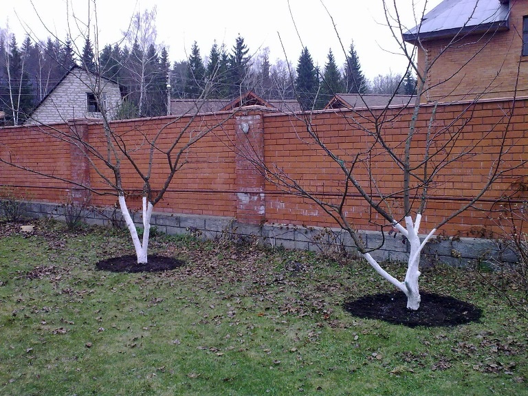 Сад: Как сохранить яблоню зимой