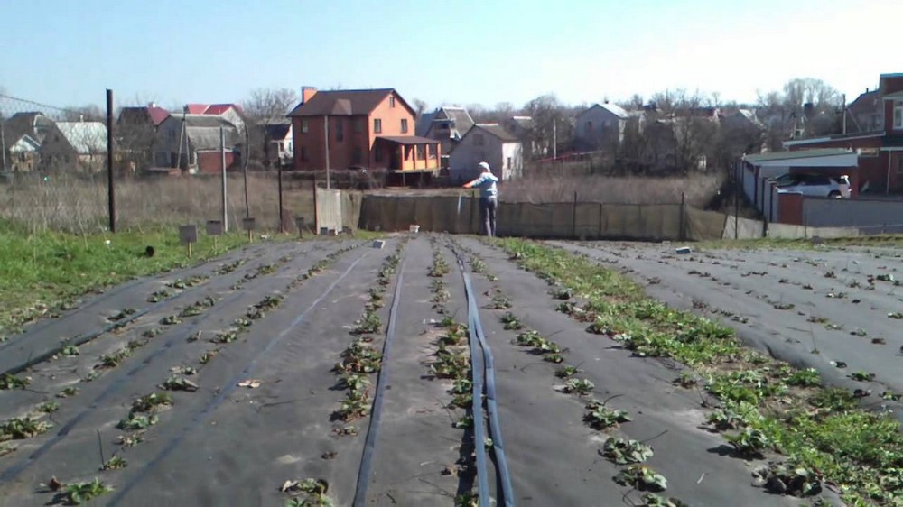 Капельной лентой