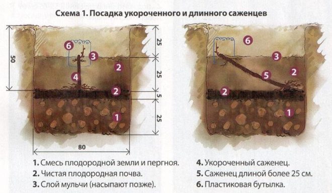 Высадку винограда необходимо осуществлять, когда грунт хорошо прогрелся