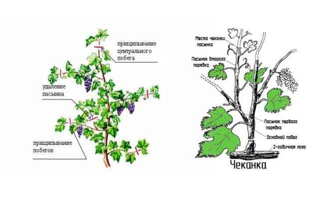 Обязательным моментом второго года является прощипывание и пасынкование