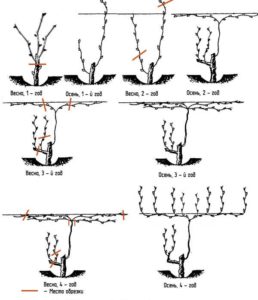 При правильном формировании куста повышается урожайность винограда
