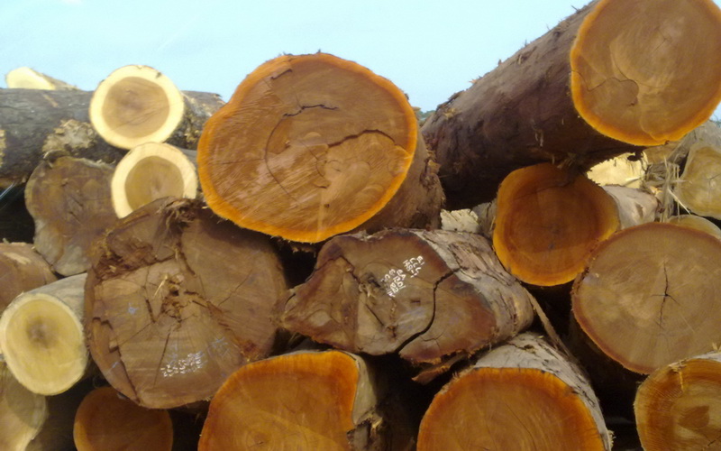 Свежесрубленные ценные породы древесины