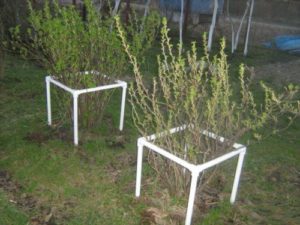 Ограждение для кустарников из пластиковой трубы