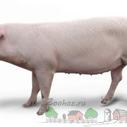 Отзывы владельцев о вьетнамских вислобрюхих свиньях