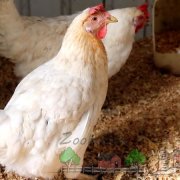 Как можно проверить которая из куриц несет яйца