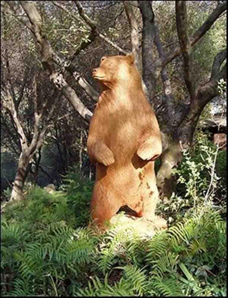 шаманы