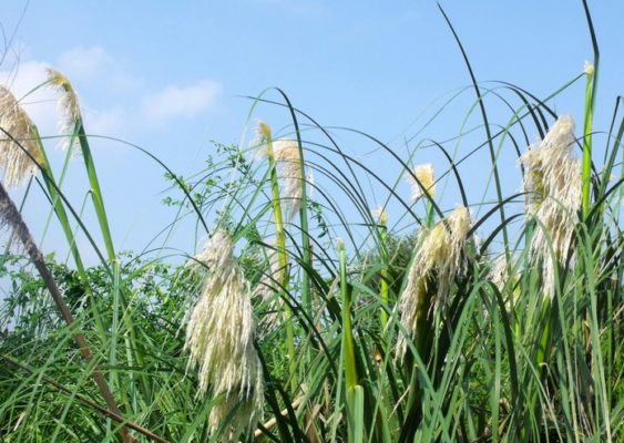 Phragmites communis, тростник обыкновенный