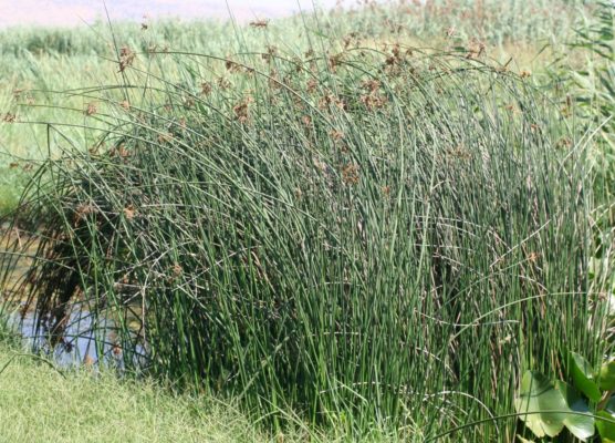 Scirpus lacustris