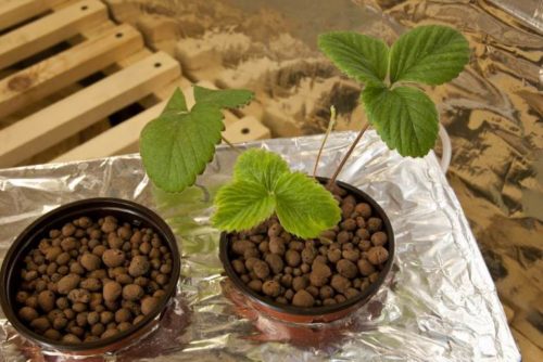 Цветочные горшки с кустиками клубники, растущей на керамзите – система гидропоники своими руками