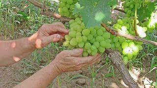 Миниатюра для видео