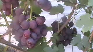Миниатюра для видео