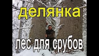 Готовимся к лесозаготовке, Зимний лес для срубов, делянка.