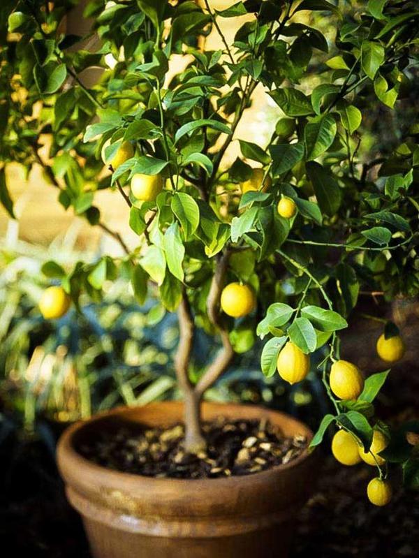 Лимонное дерево - моя мечта! Фото с сайта sketchysloth.com