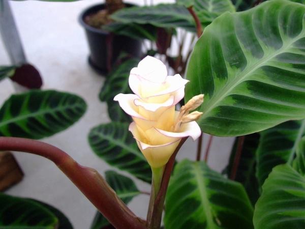 Калатея полосатая в период цветения, фото с сайта herbcare.ru