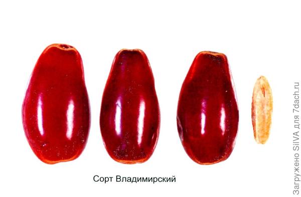 сорт кизила владимирский