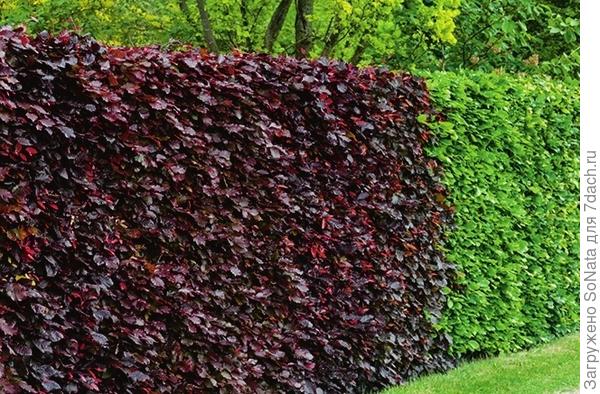 Бук (Fagus)
