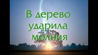 Удаление дерева, пораженного молнией