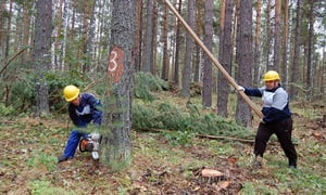 Как правильно пилить деревья бензопилой: особенности спилов, необходимые инструменты, техника валки