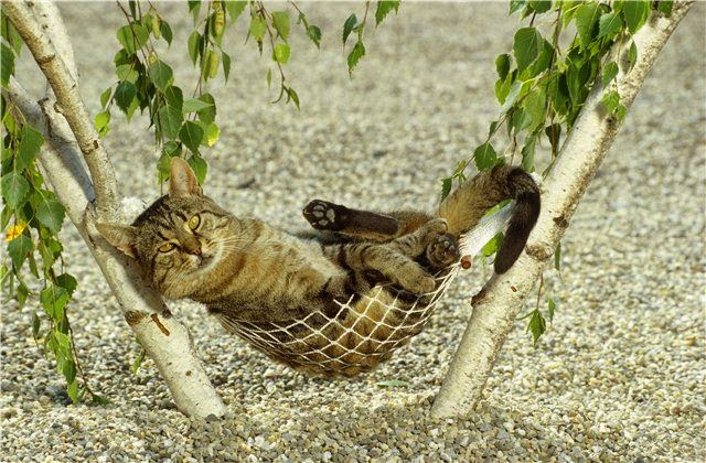 гамак для кошек