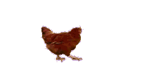 chicken-ani