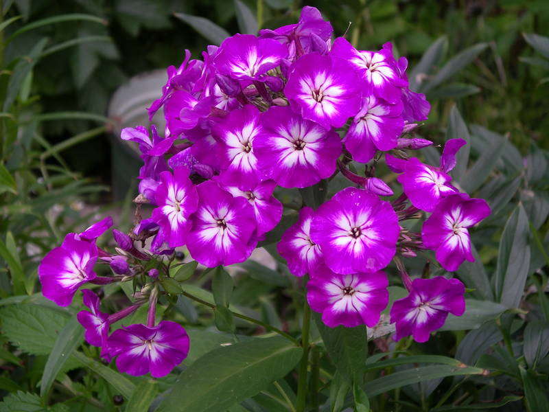 Флокс