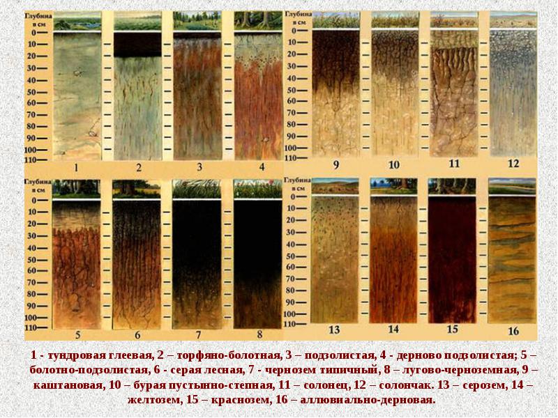 Дождевые черви и другие способы улучшения состава почвы