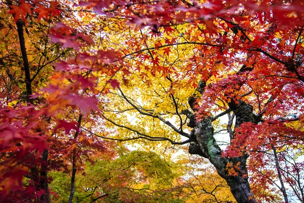 Красный клен деревья в японском саду — стоковое фото