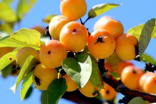 Яблоня «Golden Hornet -Золотой шершень» (Apple Tree Golden Hornet)
